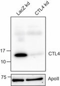 Anti-African malaria mosquito CTL4 Antibody