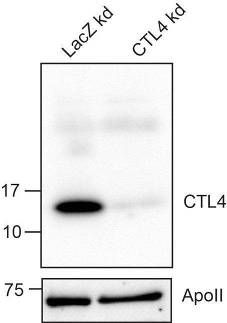 Anti-African malaria mosquito CTL4 Antibody