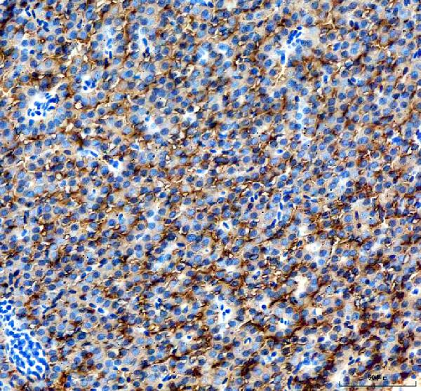 Anti-Zebrafish Hgd Antibody