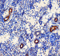 Anti-Zebrafish Mmp2 Antibody
