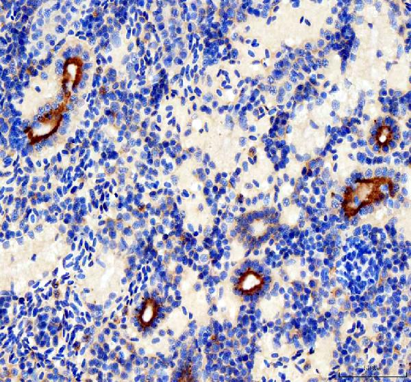 Anti-Zebrafish Mmp2 Antibody