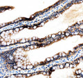 Anti-Zebrafish Tfap2a Antibody