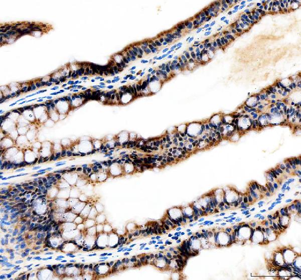 Anti-Zebrafish Tfap2a Antibody
