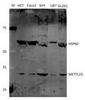 Anti-Human METTL23 Antibody
