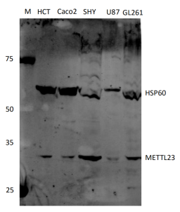 Anti-Human METTL23 Antibody