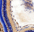 Anti-Zebrafish hsd17b14 Antibody