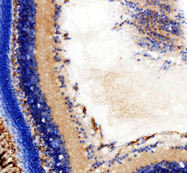 Anti-Zebrafish hsd17b14 Antibody