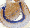 Anti-Zebrafish cemip Antibody