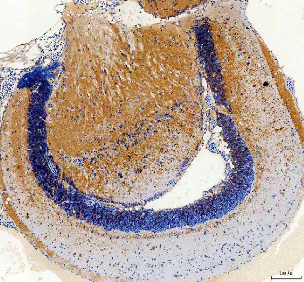 Anti-Zebrafish cemip Antibody
