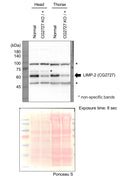 Anti-Fruit fly emp Antibody