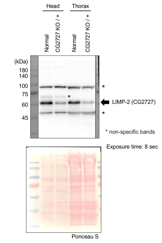 Anti-Fruit fly emp Antibody