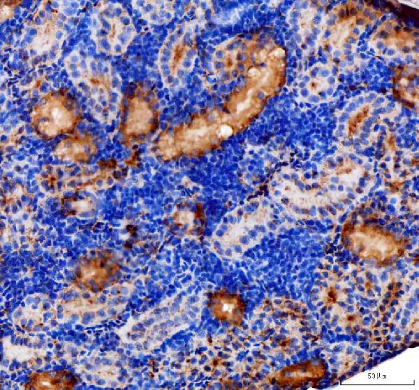 Anti-Zebrafish zgc: 153521 Antibody