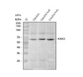 Anti-Zebrafish kmo Antibody