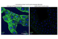 Anti-Fruit fly Gpdh1 Antibody