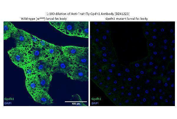Anti-Fruit fly Gpdh1 Antibody