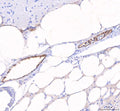 Anti-Zebrafish vwf Antibody