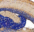 Anti-Zebrafish Pcdh15b Antibody