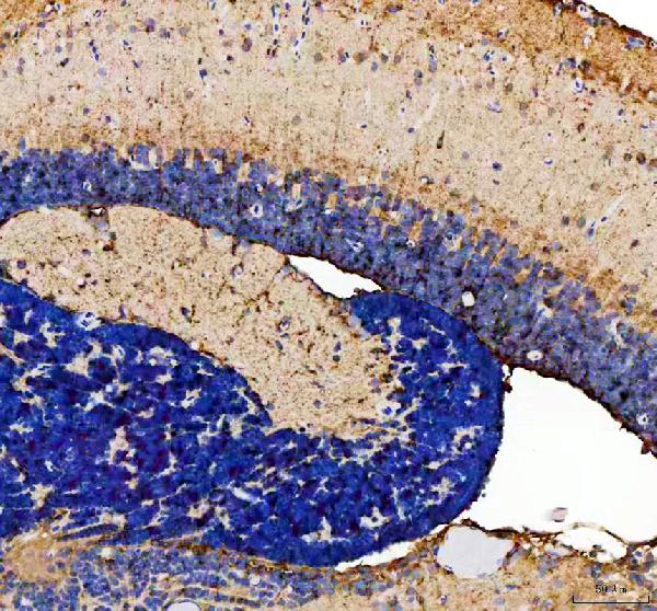 Anti-Zebrafish Pcdh15b Antibody