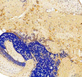 Anti-Zebrafish snai1b Antibody