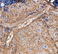 Anti-Zebrafish timp2a Antibody