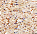Anti-Zebrafish Myomaker Antibody