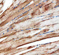 Anti-Zebrafish Myomixer Antibody