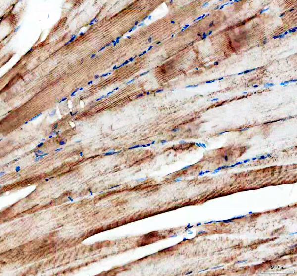 Anti-Zebrafish Myomixer Antibody
