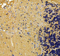 Anti-Zebrafish alk Antibody