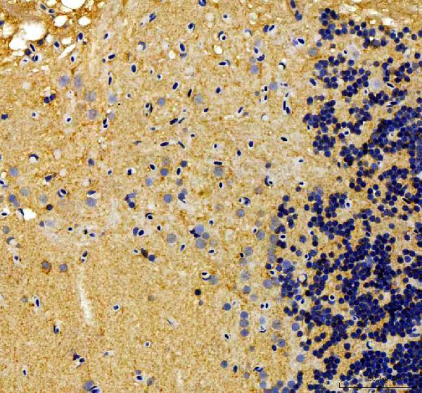 Anti-Zebrafish alk Antibody
