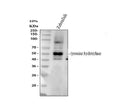 Anti-Zebrafish tyrosine hydrxylase /th Antibody