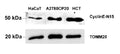 Anti-Human CCNE1 Antibody
