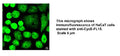 Anti-Human CCNE1 Antibody