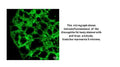 Anti-Fruit fly Drp1 Antibody
