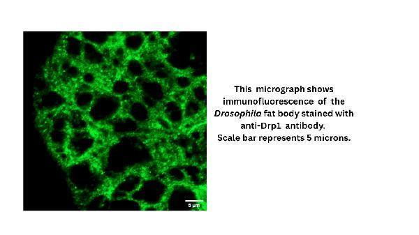 Anti-Fruit fly Drp1 Antibody