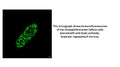 Anti-Fruit fly Opa1 Antibody
