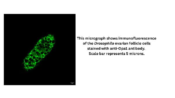 Anti-Fruit fly Opa1 Antibody