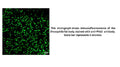 Anti-Fruit fly Phb2 Antibody
