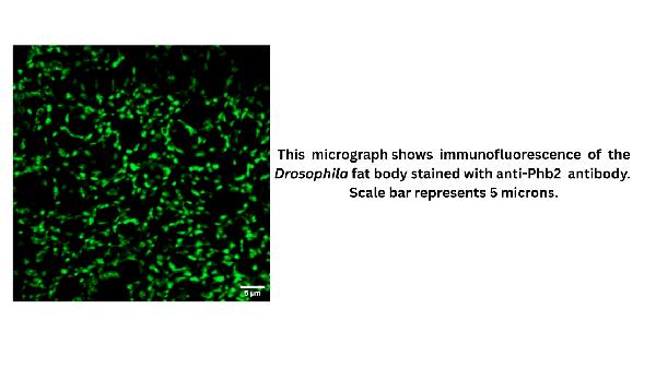 Anti-Fruit fly Phb2 Antibody