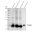 Anti-Zebrafish Mylpfa Antibody