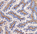 Anti-Zebrafish Col6a2 Antibody