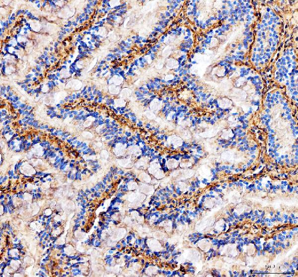 Anti-Zebrafish Col6a2 Antibody