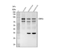 Anti-Zebrafish sim1a Antibody