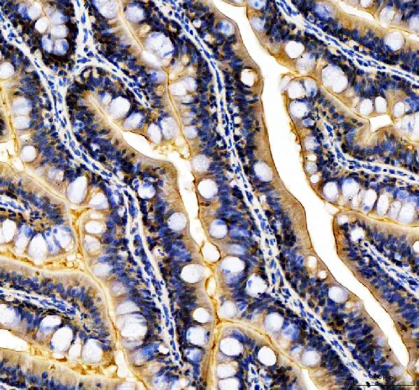 Anti-Zebrafish TMEM242 Antibody