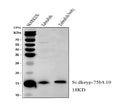 Anti-Zebrafish si:dkeyp-75b4.10/Eslec Antibody