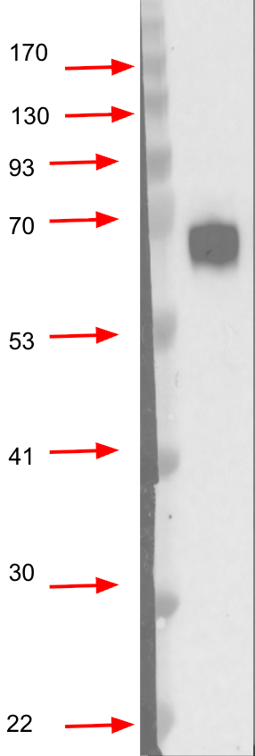Anti-Purple sea urchin LOC584590 Antibody