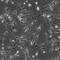 E11 cell