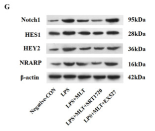 HRT2 Antibody - Figure 1 of 2
