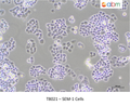 SEM-1 Cells – Figure 1 of 1