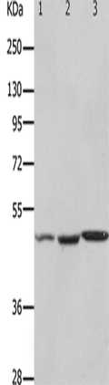 HCRTR2 Polyclonal Antibody – Figure 1 of 2
