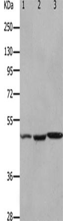 HCRTR2 Polyclonal Antibody – Figure 1 of 2